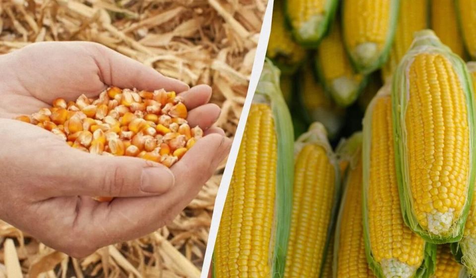 ����� ��������� ��������� ����� ��� ������� �������� � 2025 ����?