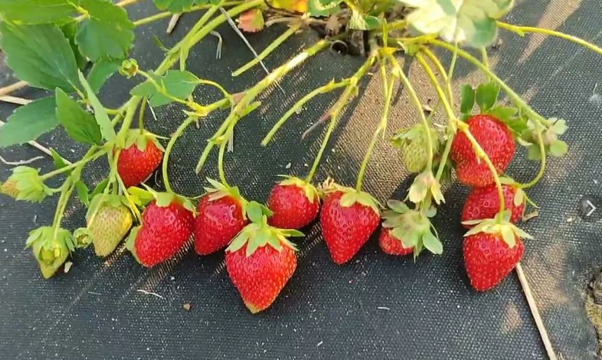 Как вернуть веселье на садовую грядку: секреты успешной обрезки земляники