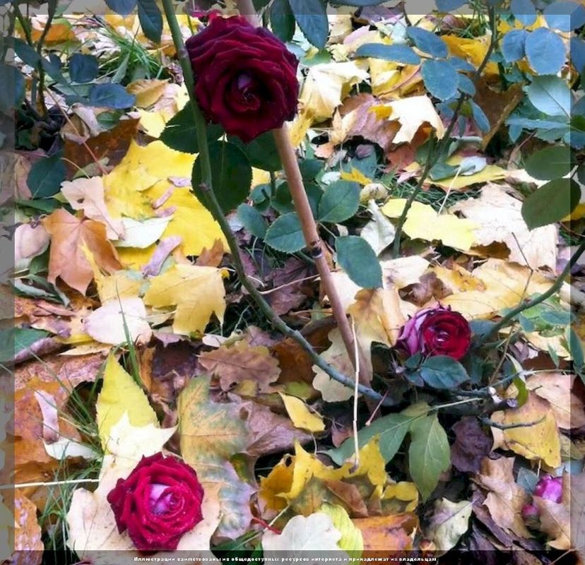 Сентябрь в саду: главные дела, которые ждут своих хозяев