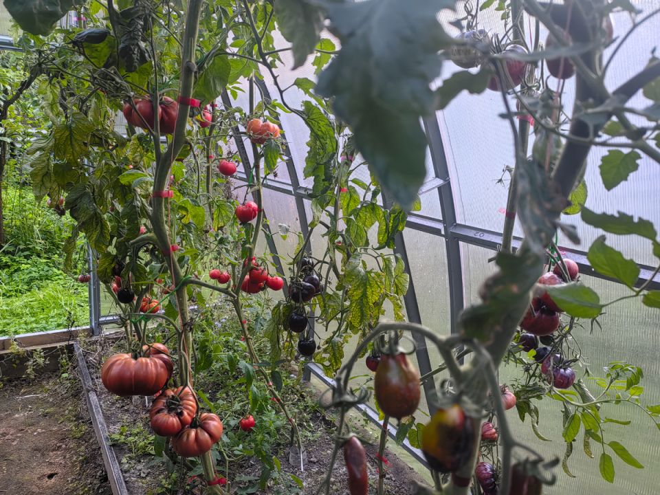 Эффективная обработка теплицы после заражения фитофторой