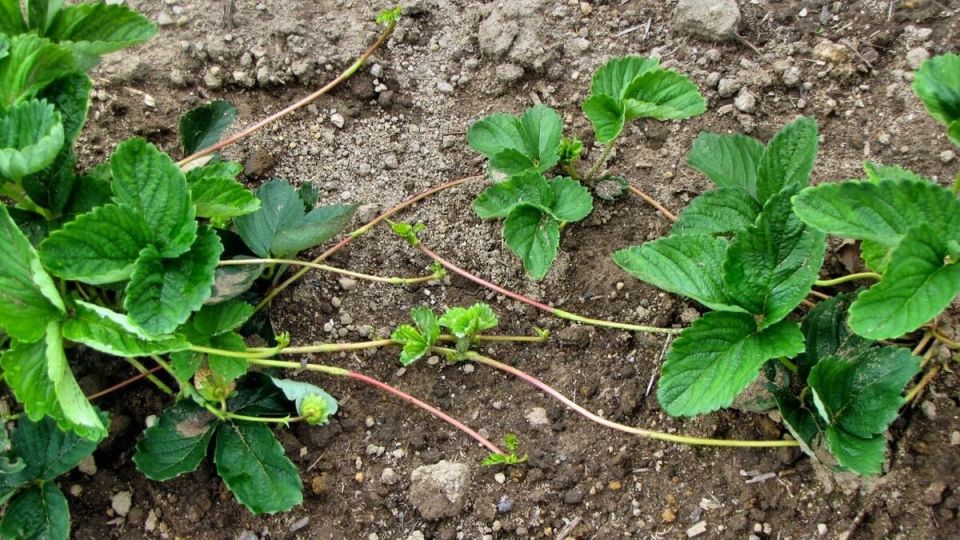 Как правильно обращаться с усами клубники: удалять или размножать?