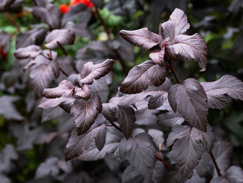 ����� ������ �������: ������������ ����� �������������� ��������������