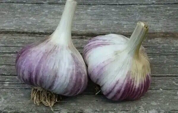 Ошибки при посадке чеснока: что стоит учесть