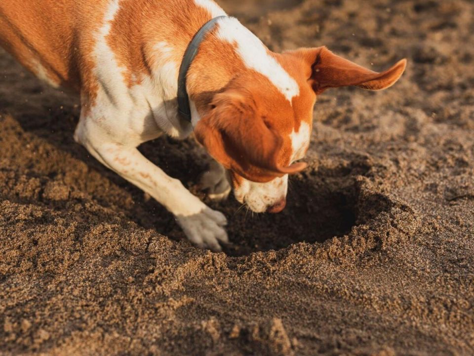 ������� �������� ������ �� �����: ����������� ������� ��� ��������