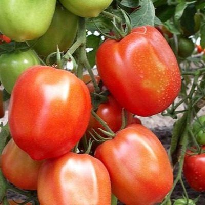 Томат Сибирские огни: секреты успешного урожая даже в суровых условиях