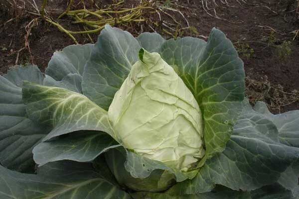 ������� �������: ������� ��������� �����������