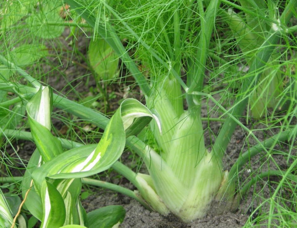 � ������� ����� ������������ ������ ����� ��������: ������, ������, ������ � �����