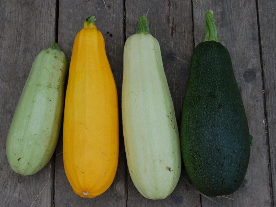 Способы стимулирования плодоносности кабачков до зимы