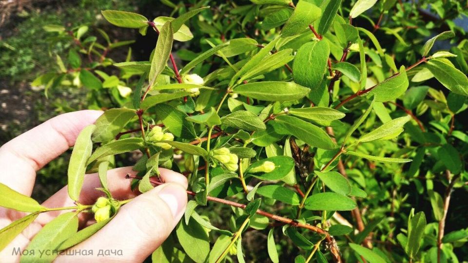 Популярные способы размножения жимолости: советы садоводов