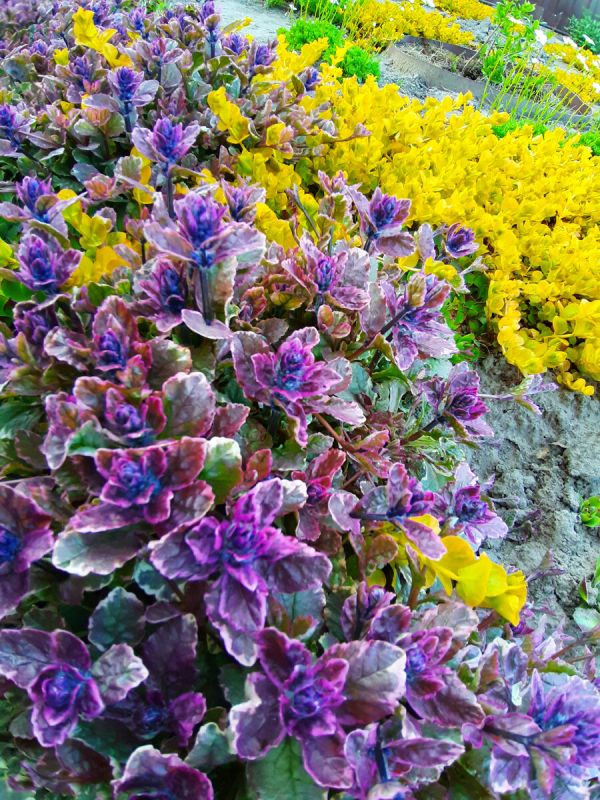 ��� �������������� ����������� �������� � ����