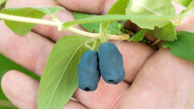 ������� ��������� ����������� ���������: �� ������ ����� � �������� ������