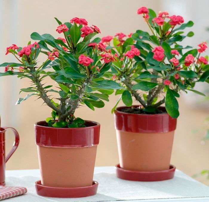 ������� ����: ����� ����� � �������� ��� ������ ����