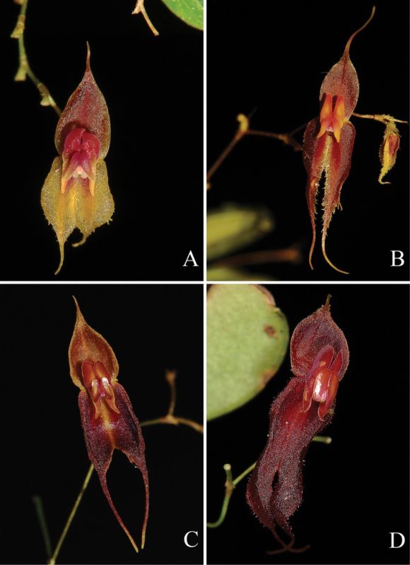 Как пчёлы с кофеином и новые орхидеи могут спасти природу