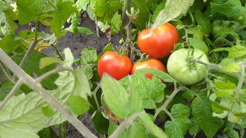 Ранние томаты: три сорта, которые созрели на две недели быстрее