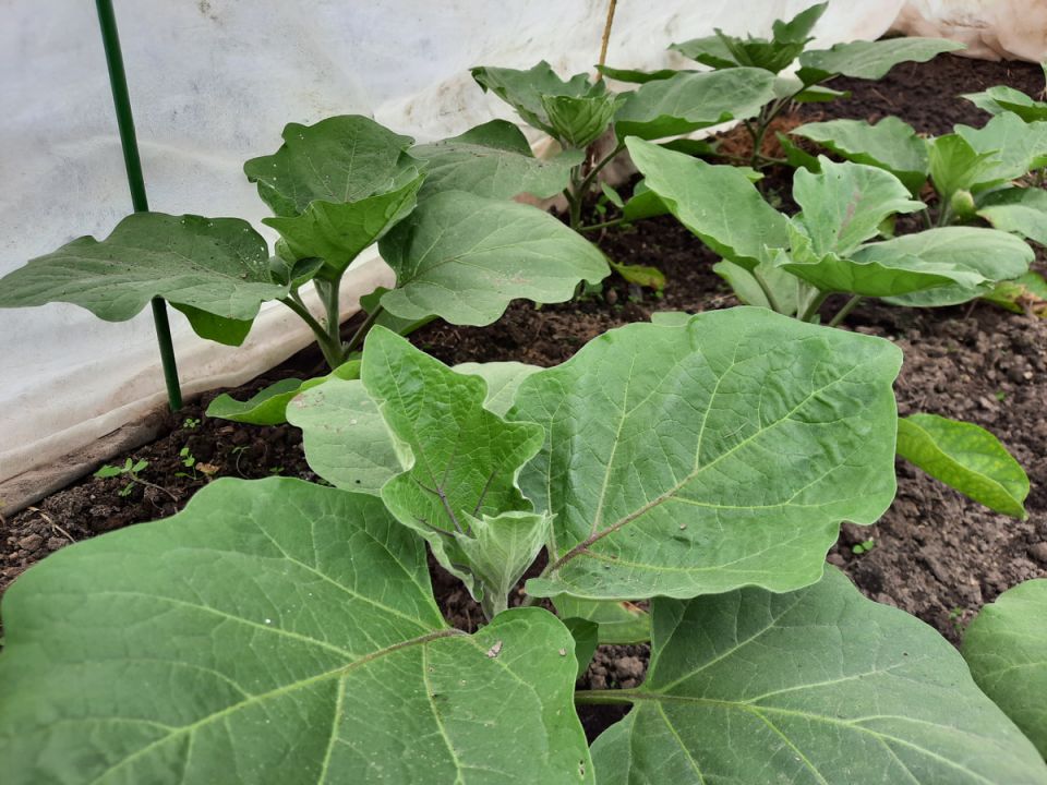 ������� ��������� ������ ����������: ��� ������, ������� ����� ��������