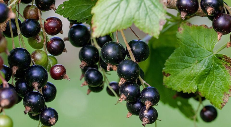 ���� �� ������ ����������: ������� ��������� �������� ������